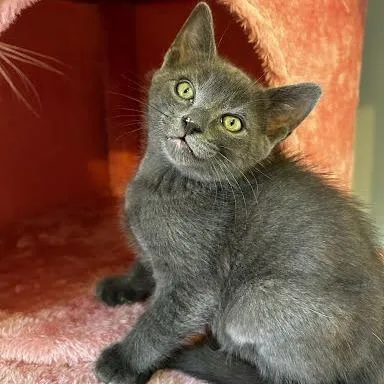 A baby small-sized male Gray / Blue / Silver Domestic Short Hair cat named Funnel Cake for adoption in Chattanooga, TN