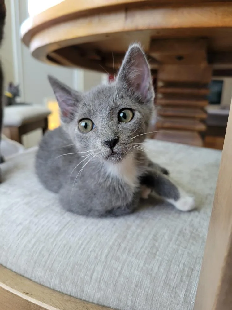 A baby small-sized female Russian Blue cat named Ember for adoption in Dallas, TX