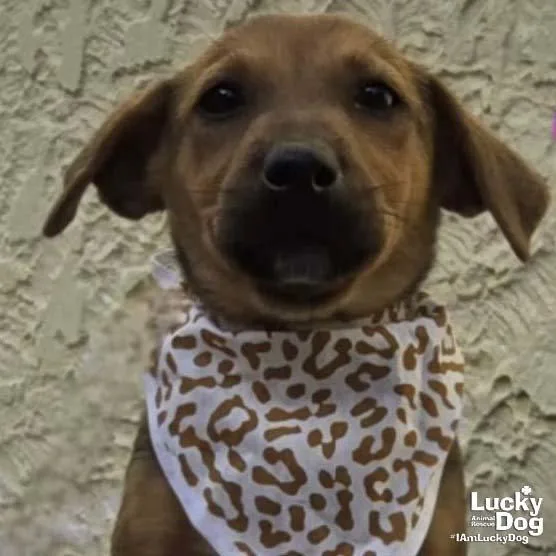 A baby medium-sized female Labrador Retriever dog named Wanda Wonka for adoption in Washington, DC