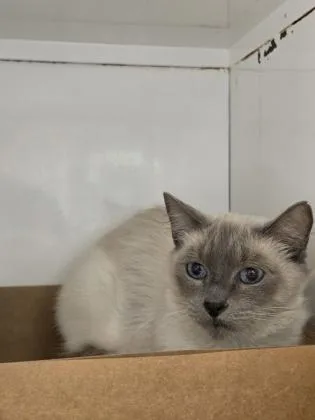 Iris