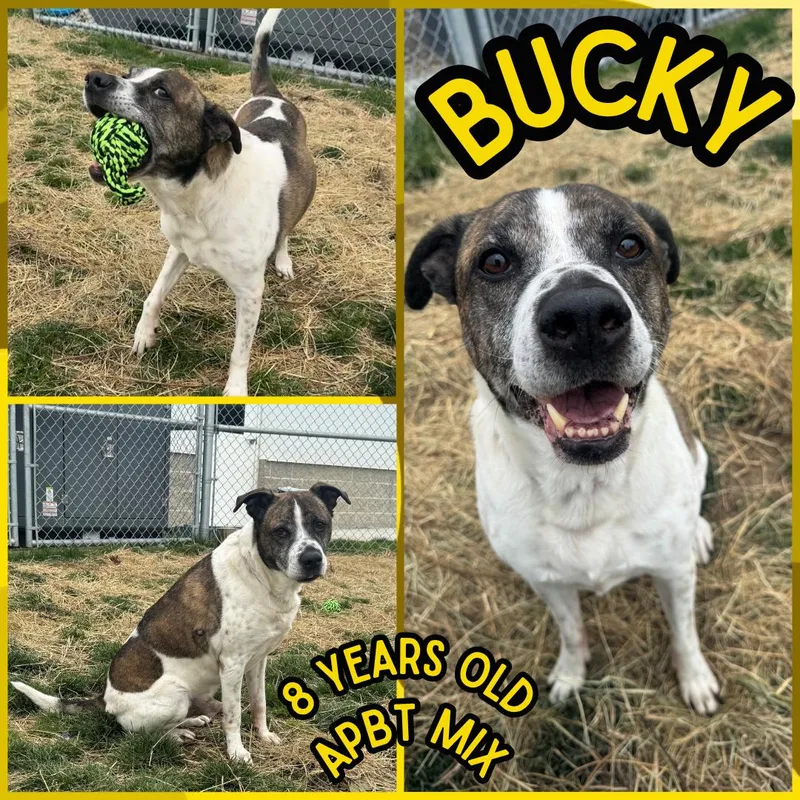 A senior medium-sized male White / Cream Pit Bull Terrier dog named Bucky for adoption in Franklin, IN