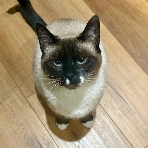An adult medium-sized female Seal Point Siamese cat named Isis for adoption in Gladstone, OR