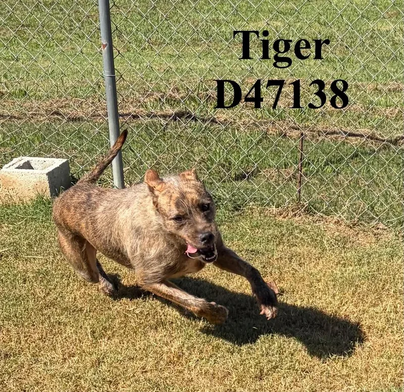 An adult large-sized male Boxer dog named Tiger for adoption in Clarksville, TN