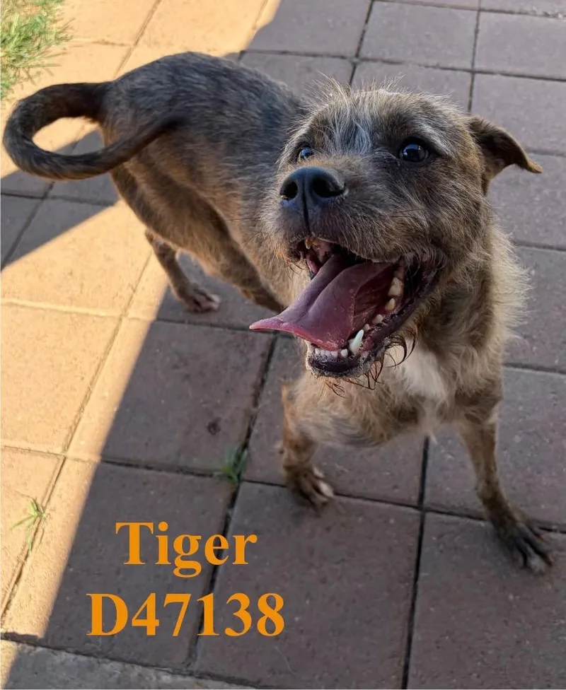 Tiger thumbnail 2