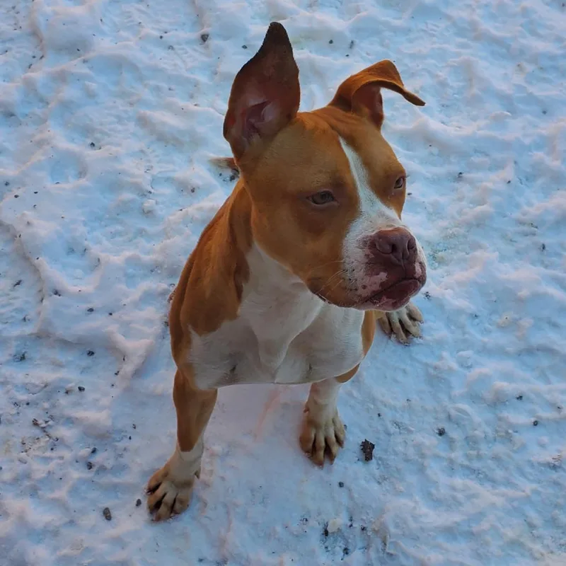An adult medium-sized male Yellow / Tan / Blond / Fawn Mixed Breed dog named Kevin for adoption in Fairport, NY