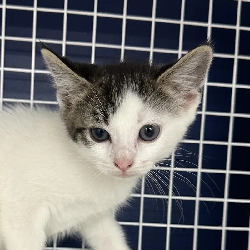 A baby small-sized female White Domestic Short Hair cat named Aurora for adoption in Danbury, CT