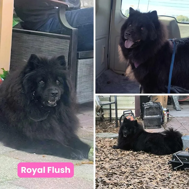 Royal Flush Aka Royal