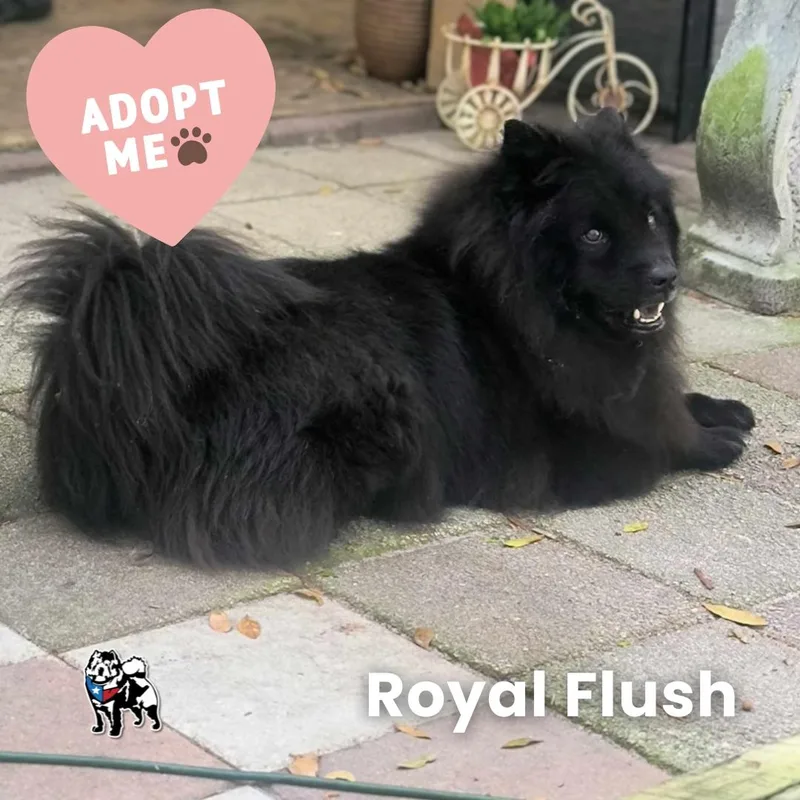 Royal Flush Aka Royal thumbnail 2