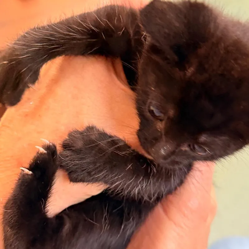 A baby small-sized male Domestic Short Hair cat named Willie Nelson for adoption in New Fairfield, CT