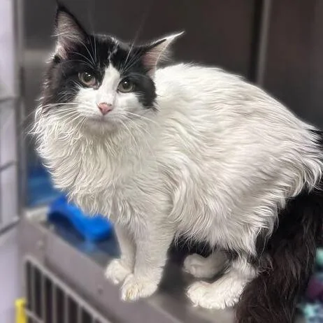 A young medium-sized female Black Domestic Medium Hair cat named Billie Jean for adoption in Davenport, IA