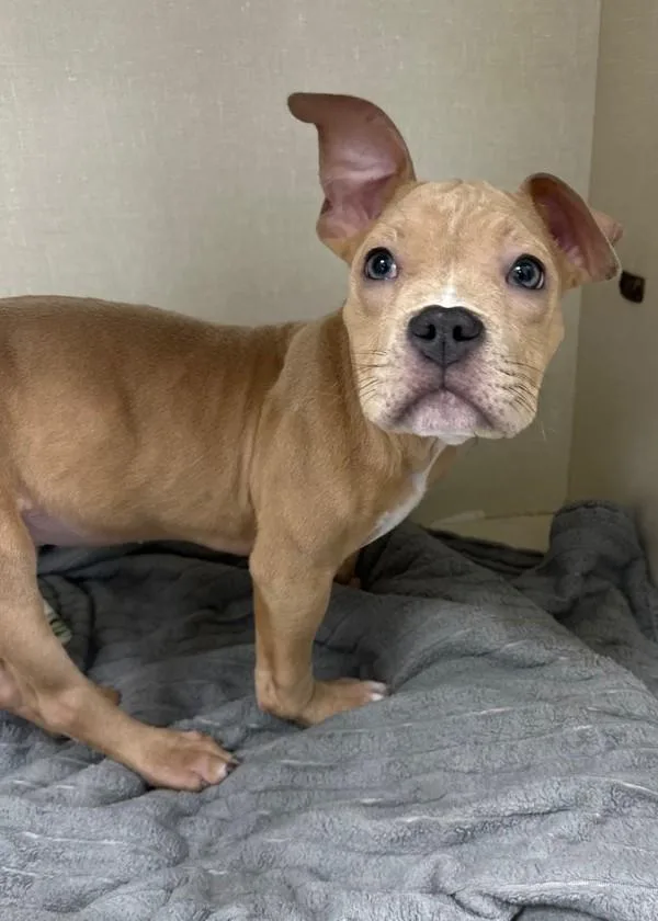 A baby small-sized male Pit Bull Terrier dog named Triumph for adoption in Skillman, NJ