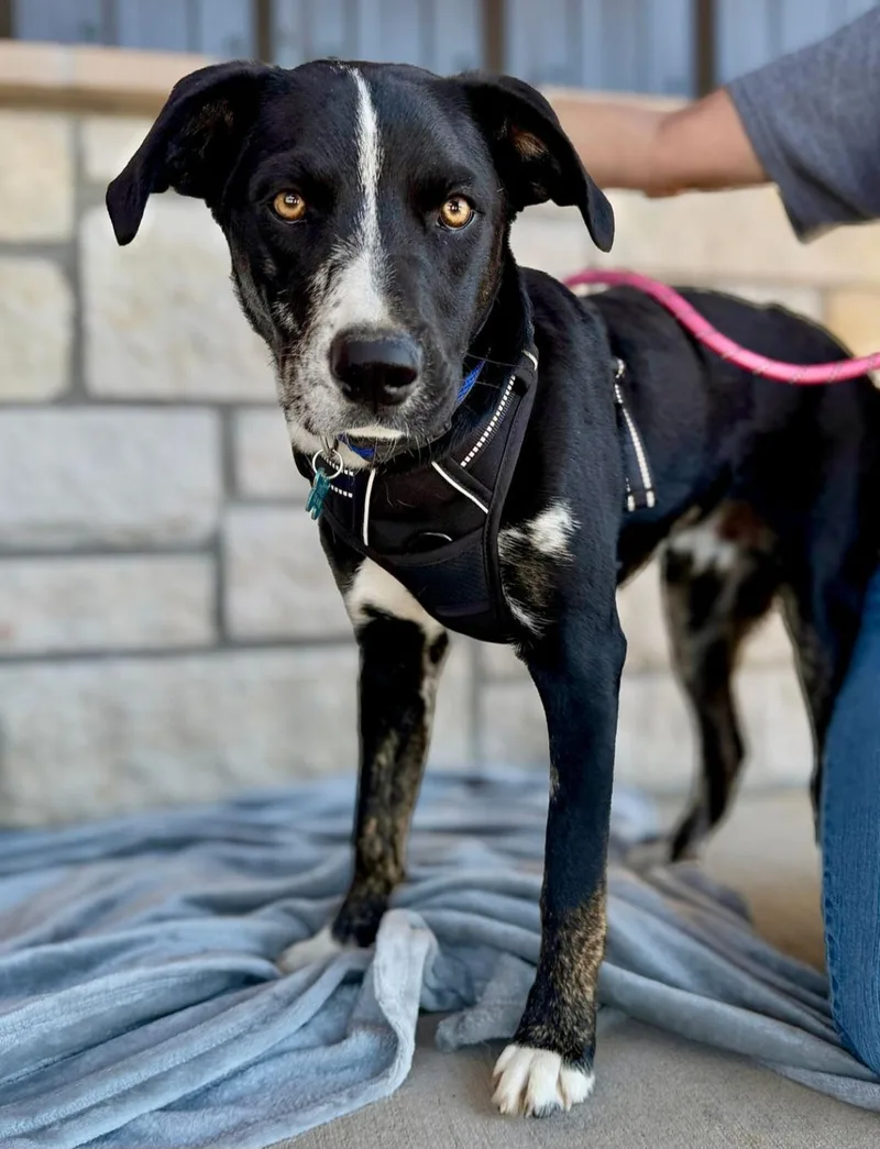 A young medium-sized male Black Mixed Breed dog named Jerry for adoption in Livingston, TX