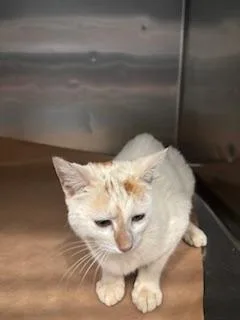 A young small-sized male Domestic Short Hair cat named Smooches for adoption in Cartersville , GA