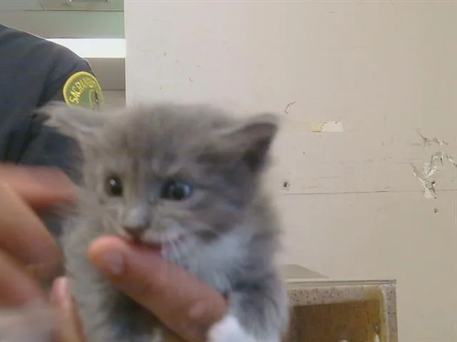 A baby small-sized female Domestic Short Hair cat named Emerald for adoption in Sacramento, CA