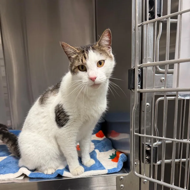 An adult large-sized male Brown / Chocolate Domestic Short Hair cat named Glen for adoption in Bryan, TX