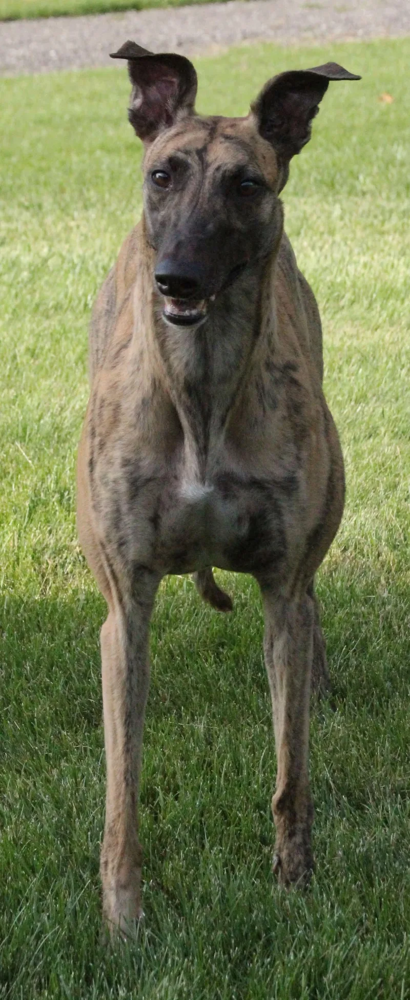 A young medium-sized female Greyhound dog named Sierra for adoption in Goshen, IN