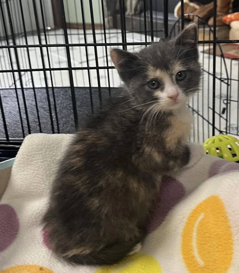 A young medium-sized female Torbie Domestic Short Hair cat named Mittens for adoption in Butte, MT