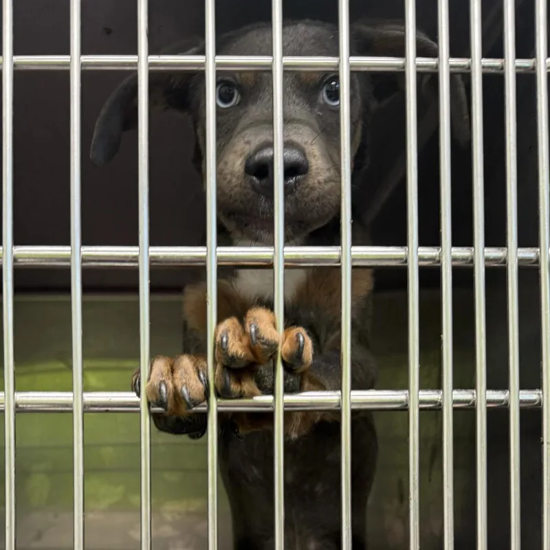 A baby small-sized female Yellow / Tan / Blond / Fawn Mixed Breed dog named One Wish Willow for adoption in Austin, TX