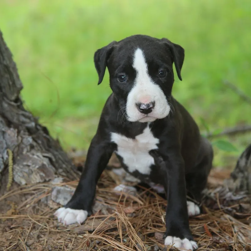 A baby medium-sized female Black Labrador Retriever dog named Free for adoption in Pawling, NY