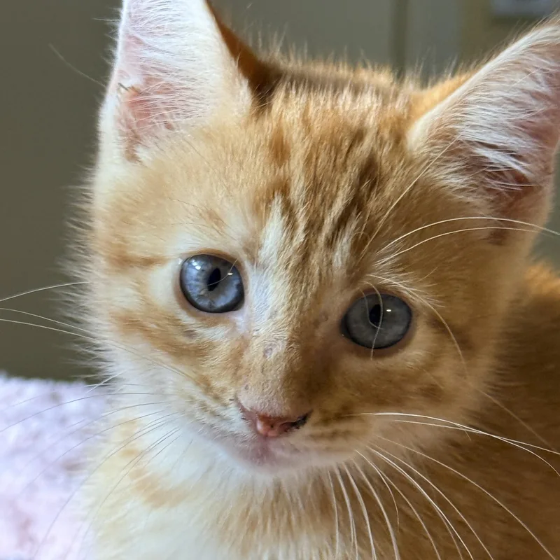 A baby medium-sized male Tabby (Orange / Red) Domestic Short Hair cat named Sunny for adoption in Liverpool, TX