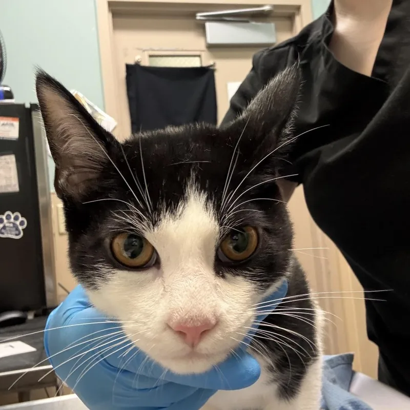 A young medium-sized male White Domestic Short Hair cat named Benny for adoption in Tacoma, WA
