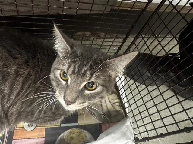 A young medium-sized male Domestic Short Hair cat named Teo for adoption in Van Nuys, CA