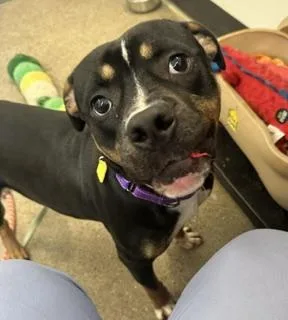 A young medium-sized male Black Pit Bull Terrier dog named Edison for adoption in Cleveland, OH
