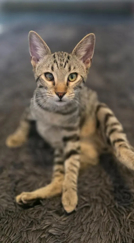 A baby medium-sized male Domestic Short Hair cat named Mr Marshall Mittens for adoption in Miami, OK