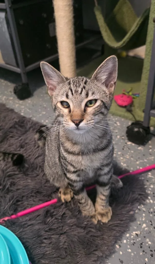 Mr Marshall Mittens thumbnail 3
