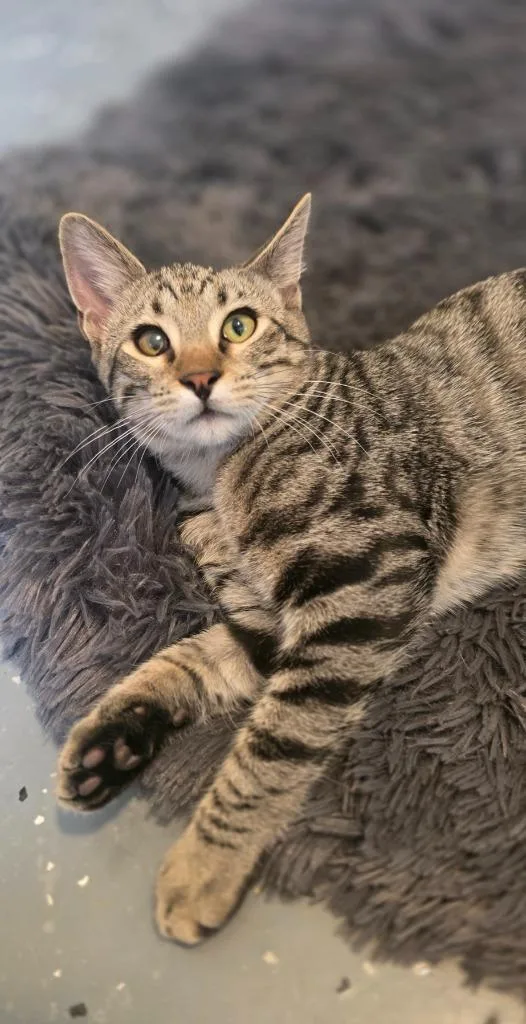 Mr Marshall Mittens thumbnail 4