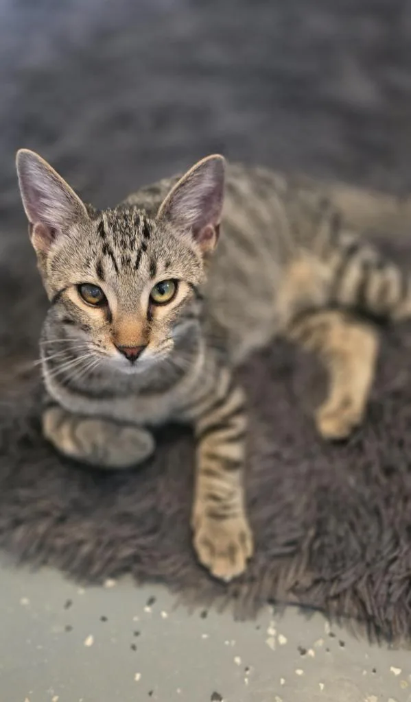 Mr Marshall Mittens thumbnail 5