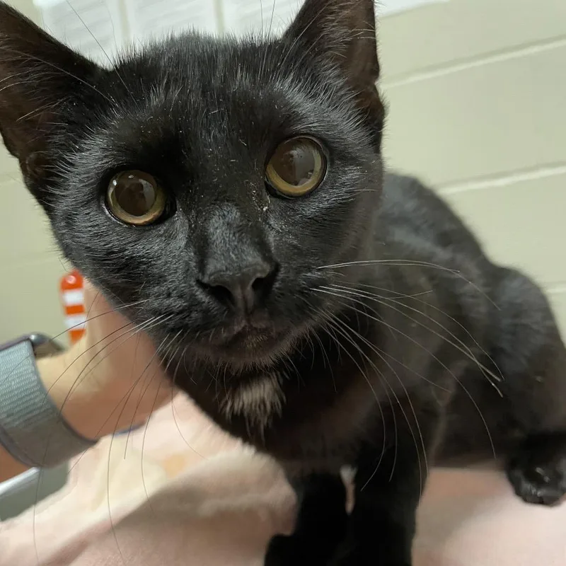 A young medium-sized female Black Domestic Short Hair cat named Sabine for adoption in Bristol, IN