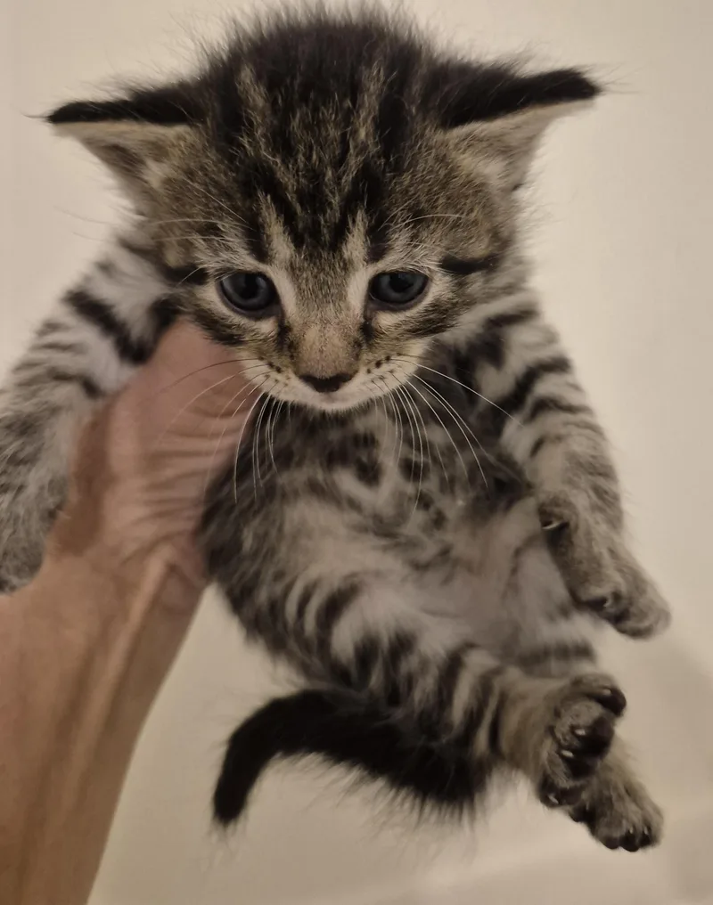 A baby medium-sized male Tabby (Brown / Chocolate) Maine Coon cat named Novas Baby Boy for adoption in Sardinia, OH