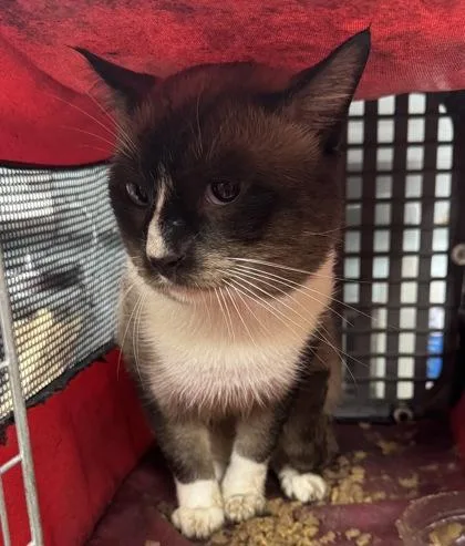 An adult large-sized male Domestic Short Hair cat named Wilbur for adoption in Gainesville, FL