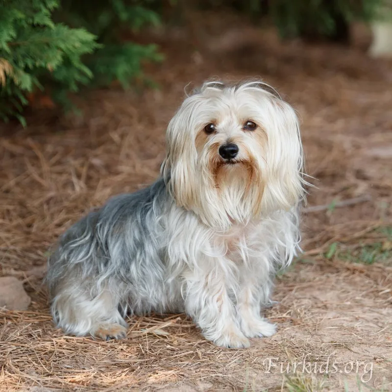 A senior small-sized female Yorkshire Terrier dog named Sophie for adoption in Cumming, GA