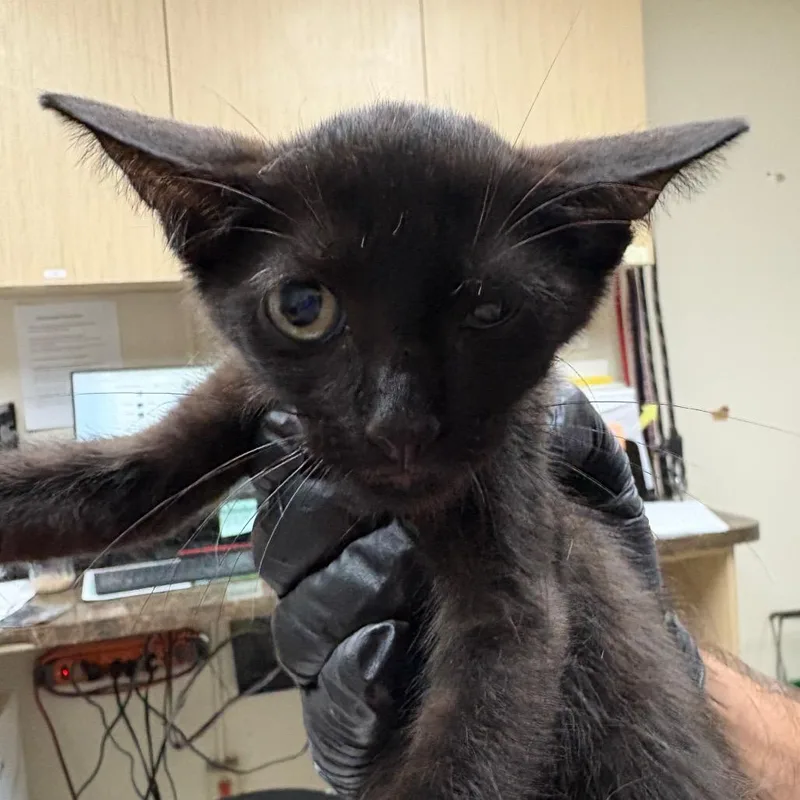 A baby small-sized male Black Domestic Short Hair cat named Shrek for adoption in Lakeland, FL