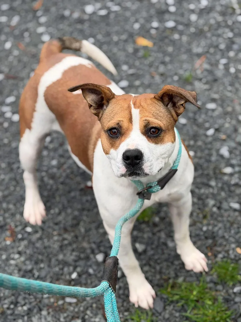 An adult medium-sized female Bicolor Mixed Breed dog named Mercedes for adoption in Sunset Bch, NC