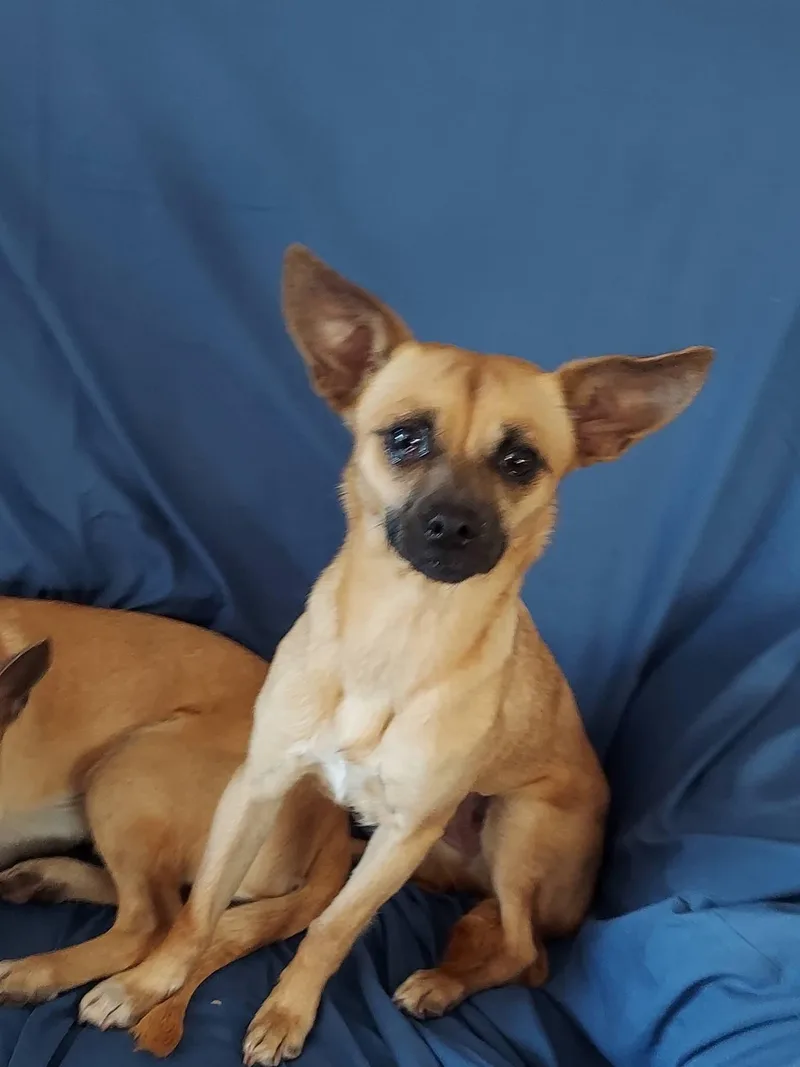 An adult small-sized male Terrier dog named Mamacita Chica for adoption in Oakland, CA