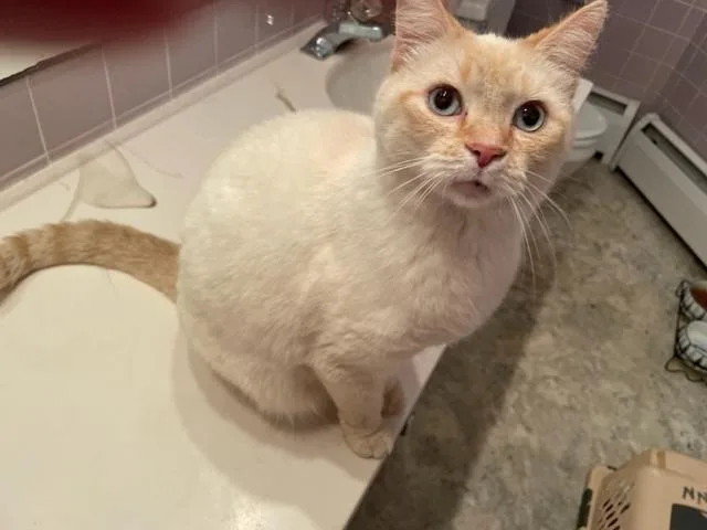 A young small-sized male Flame Point Domestic Short Hair cat named Boy George for adoption in West Milton, OH