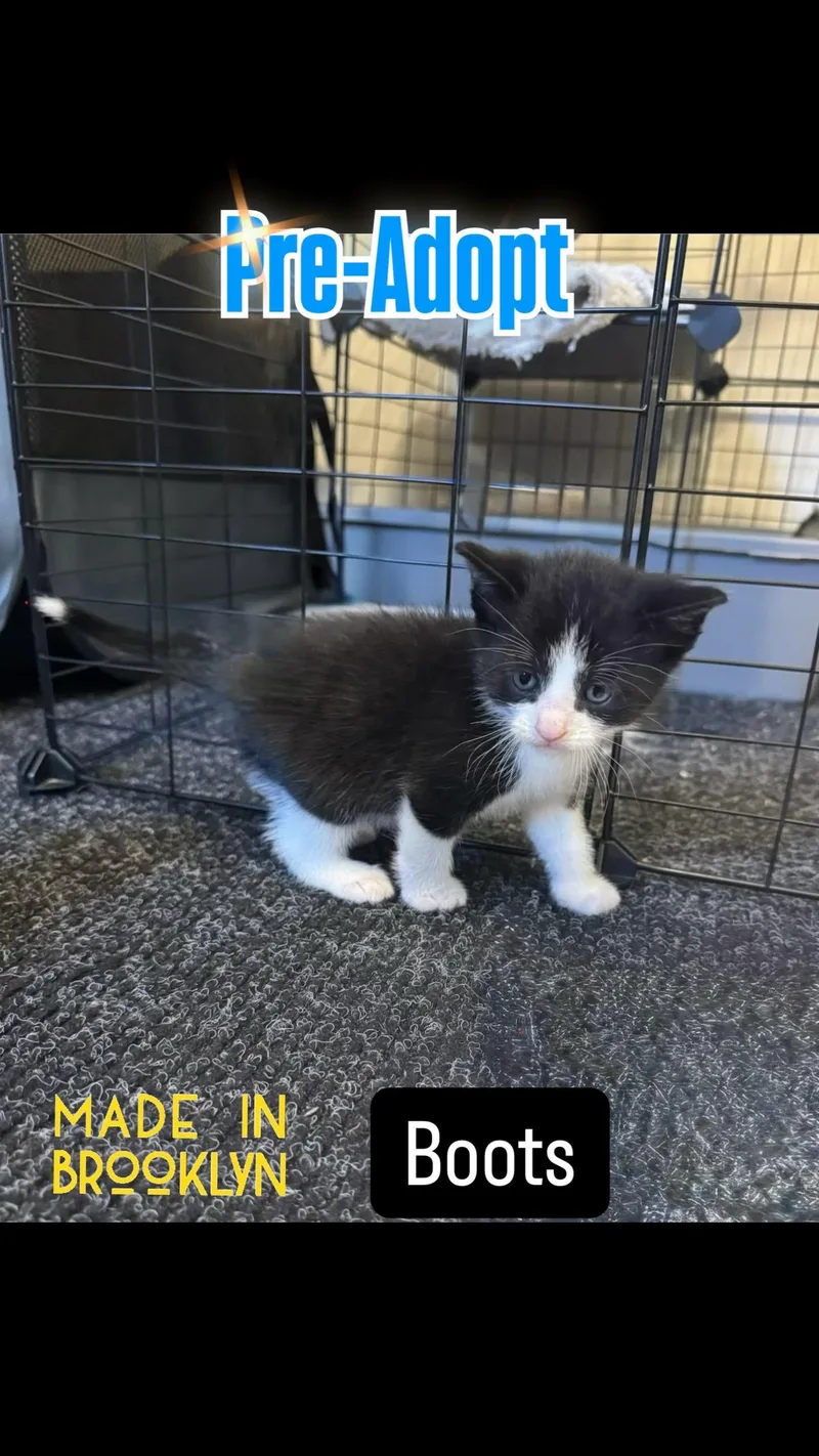 A baby small-sized male Black & White / Tuxedo Domestic Short Hair cat named Boots for adoption in Syosset, NY