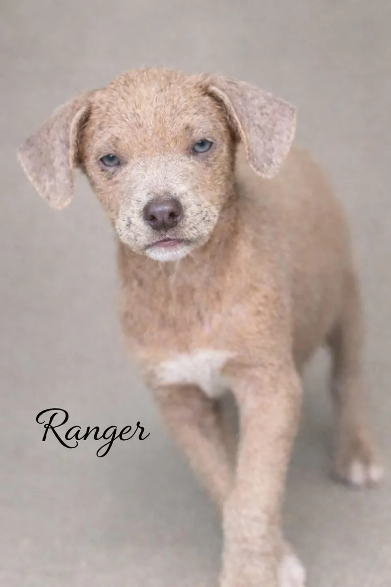 Ranger