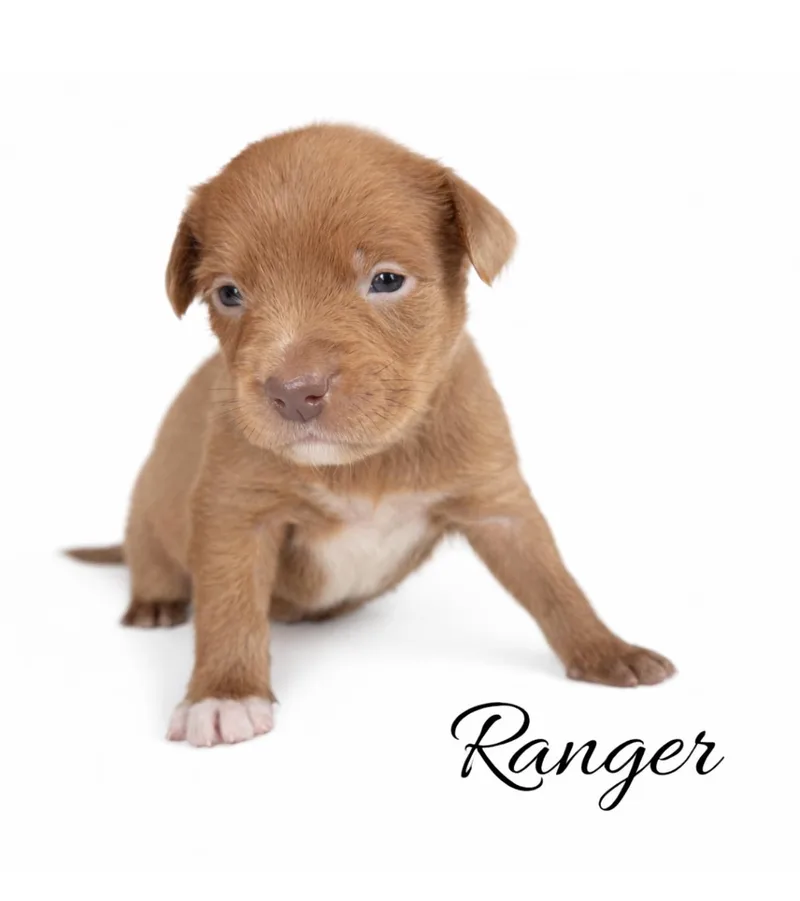 Ranger thumbnail 3