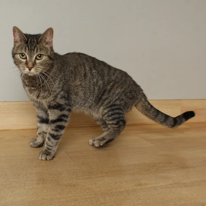 A young medium-sized female Gray / Blue / Silver Domestic Short Hair cat named Kendra C for adoption in Minnetonka, MN