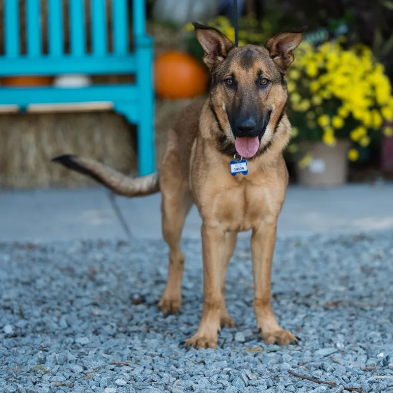 A young large-sized male Yellow / Tan / Blond / Fawn Shepherd dog named Gibson for adoption in Wake Forest, NC