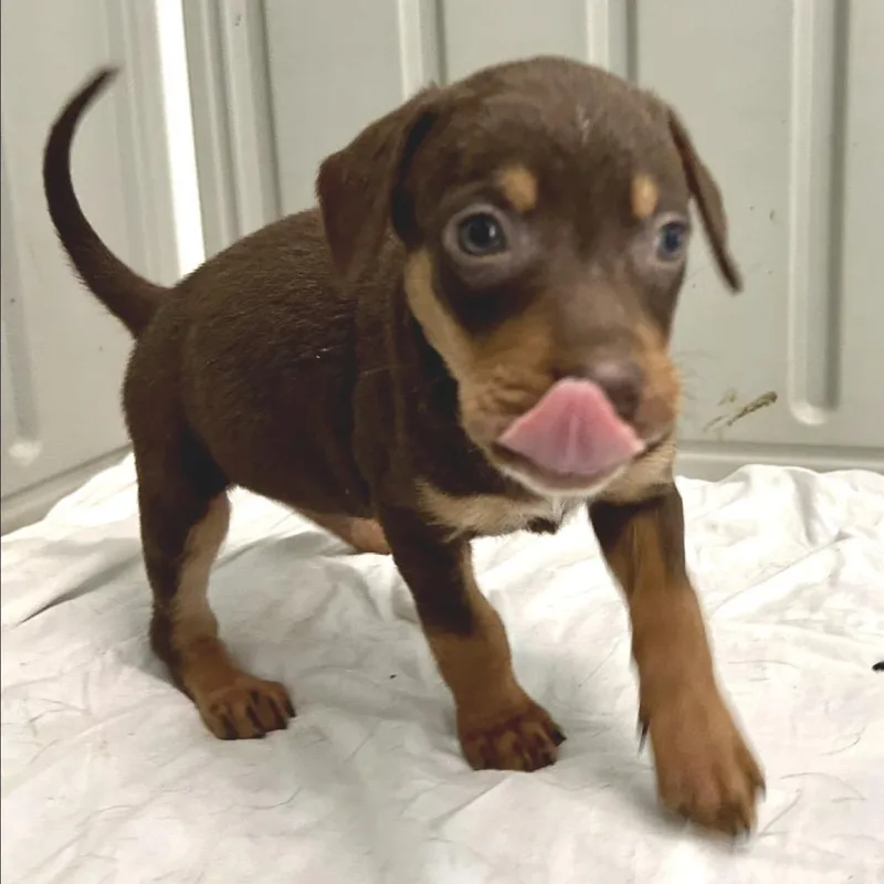 Oakley Tate