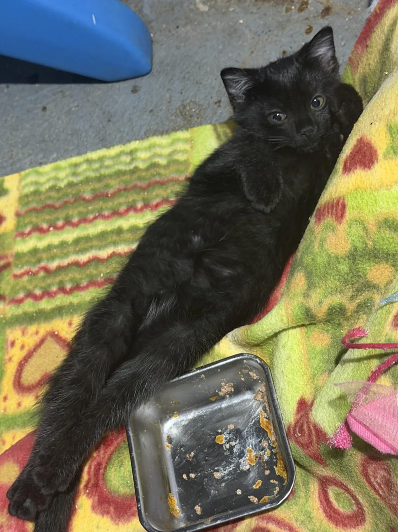 A baby small-sized male Black American Shorthair cat named Binx for adoption in Cincinnati, OH