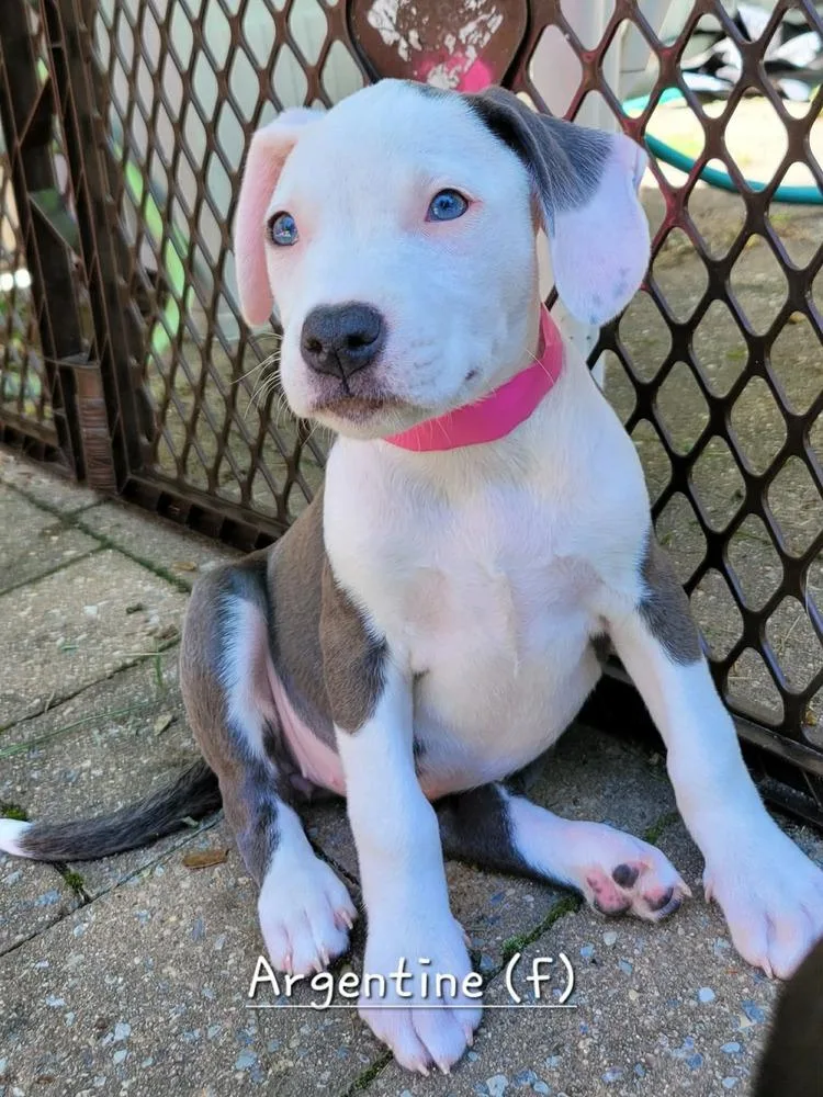 A baby medium-sized female Pit Bull Terrier dog named Argentinefemale for adoption in Wenonah, NJ