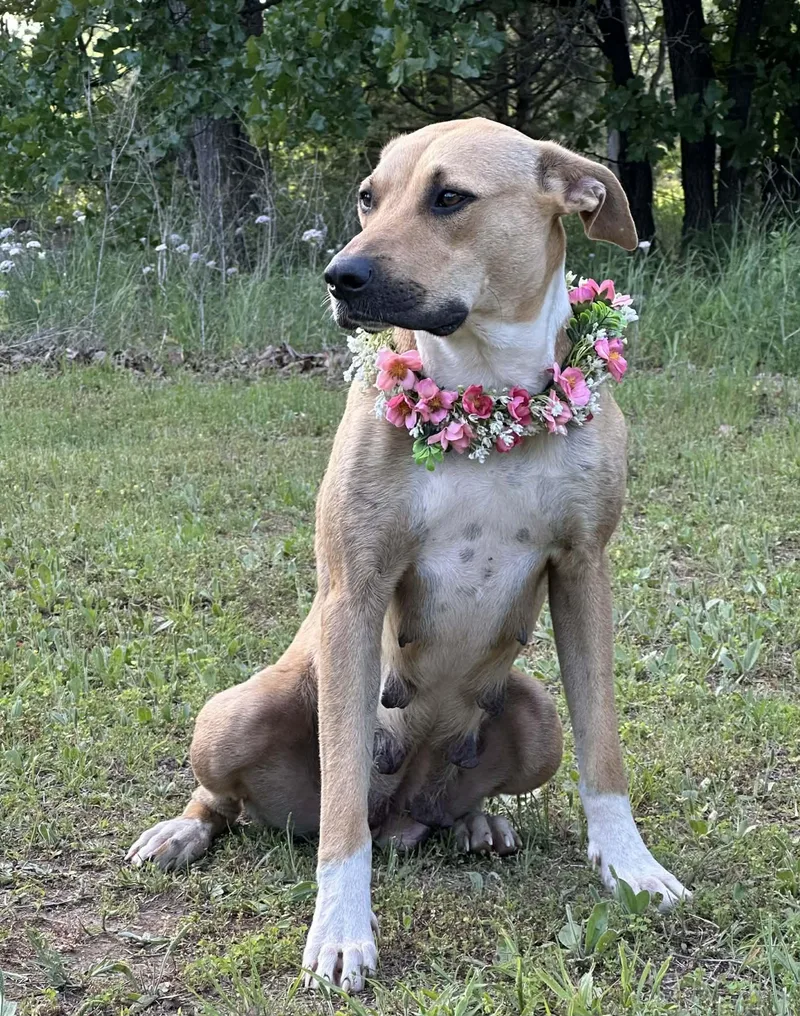 A young medium-sized female Mixed Breed dog named Freya for adoption in Okemah, OK