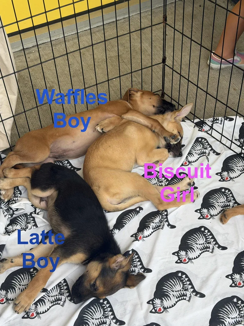 A baby medium-sized female Shepherd dog named Latte for adoption in Union Beach, NJ