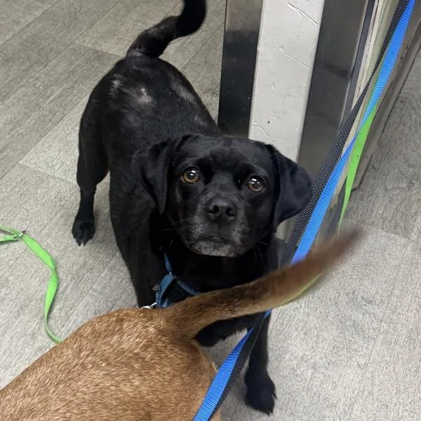 An adult small-sized female Puggle dog named Panterita for adoption in San Diego, CA